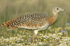 Great Bustard