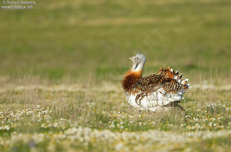 Great Bustard male adult, Behaviour