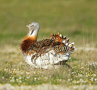 Great Bustard