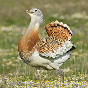 Great Bustard