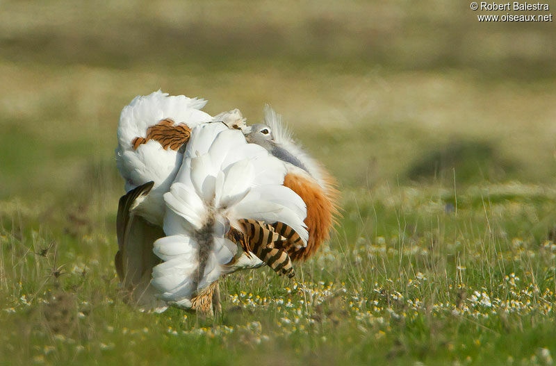 Great Bustard male adult