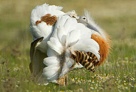 Great Bustard