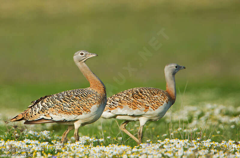 Outarde barbue femelle adulte nuptial, identification