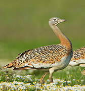 Great Bustard