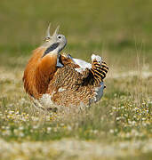 Great Bustard