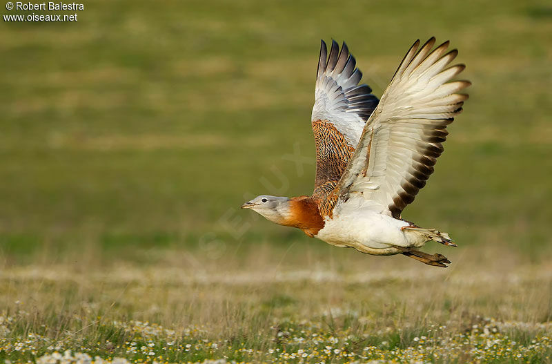 Great Bustard male adult