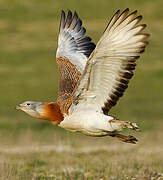 Great Bustard