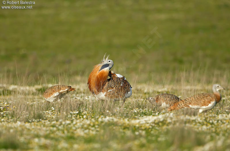 Great Bustard