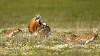 Great Bustard