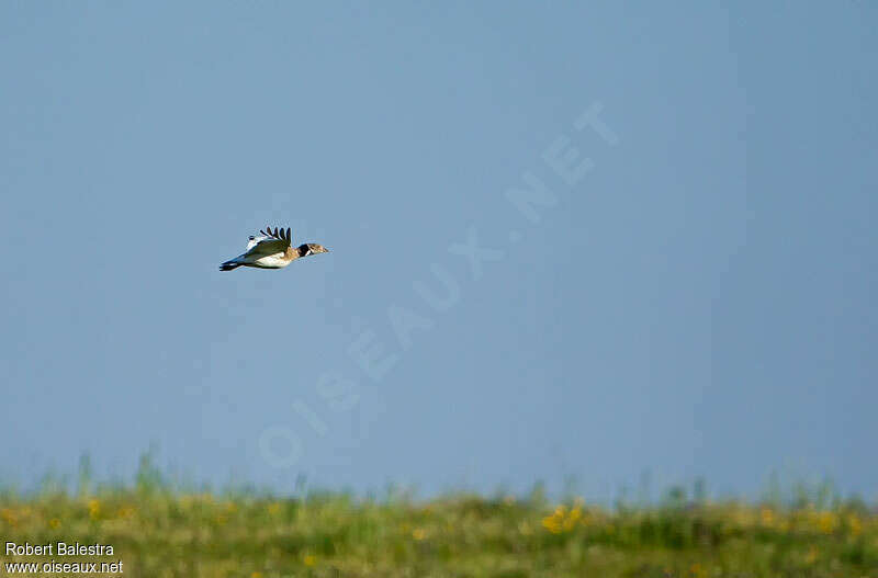 Little Bustard male adult, habitat, Flight