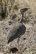 Buff-crested Bustard