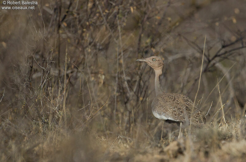 Buff-crested Bustard