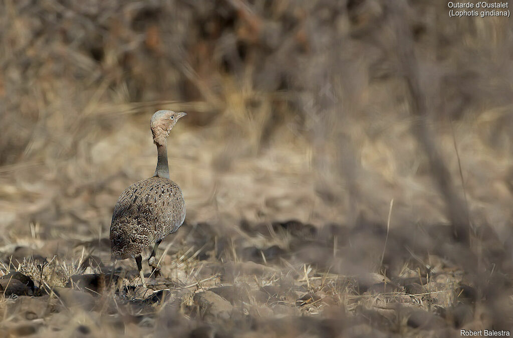 Buff-crested Bustard