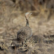 Buff-crested Bustard