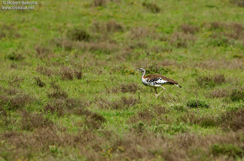 Outarde de Denham, habitat