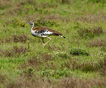 Denham's Bustard