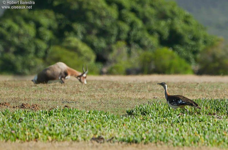 Denham's Bustard