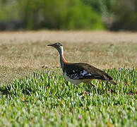 Denham's Bustard