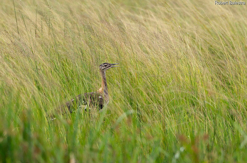 Denham's Bustard