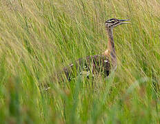 Denham's Bustard