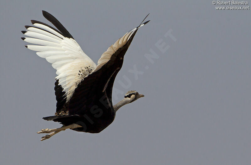 Hartlaub's Bustard