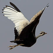 Hartlaub's Bustard