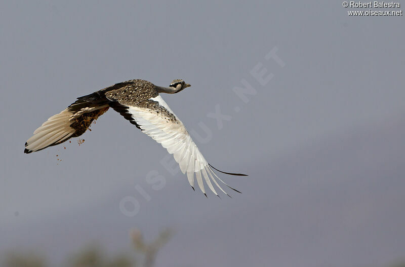 Hartlaub's Bustard