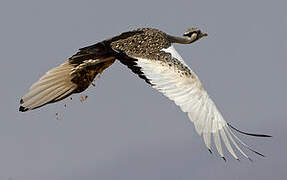 Hartlaub's Bustard