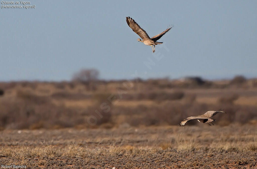 Karoo Korhaan