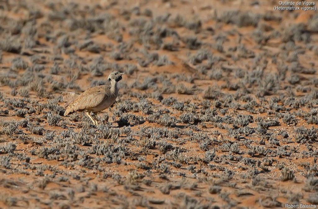 Karoo Korhaan