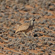 Karoo Korhaan