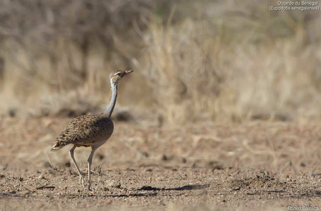 White-bellied Bustard