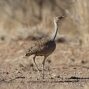 White-bellied Bustard