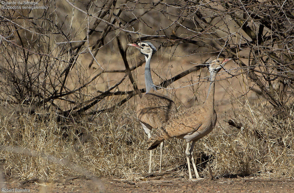 White-bellied Bustardadult