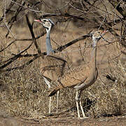 White-bellied Bustard