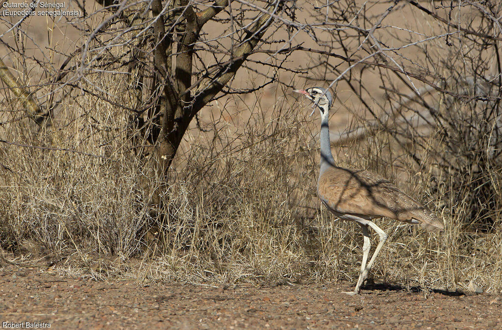 White-bellied Bustard male