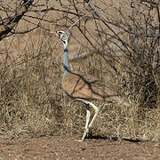 White-bellied Bustard