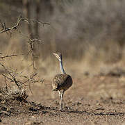 White-bellied Bustard