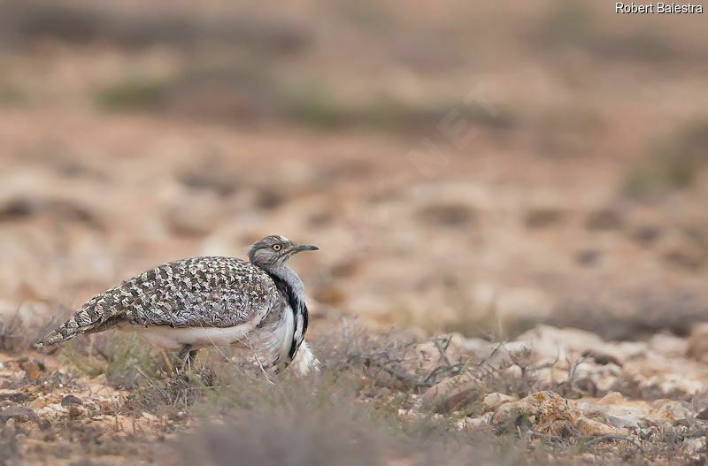 Outarde houbara