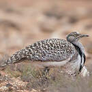 Outarde houbara