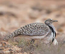 Houbara Bustard