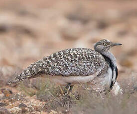 Outarde houbara