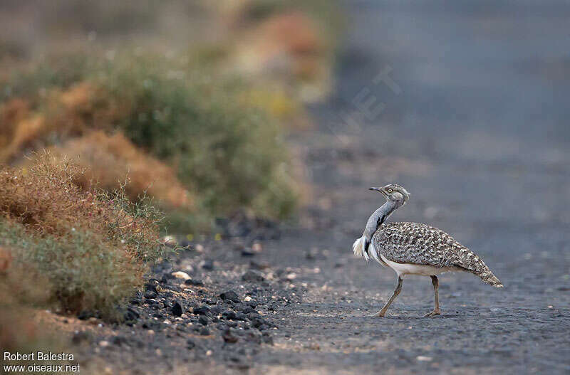 Outarde houbara mâle adulte, identification