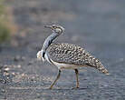 Outarde houbara