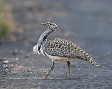 Houbara Bustard