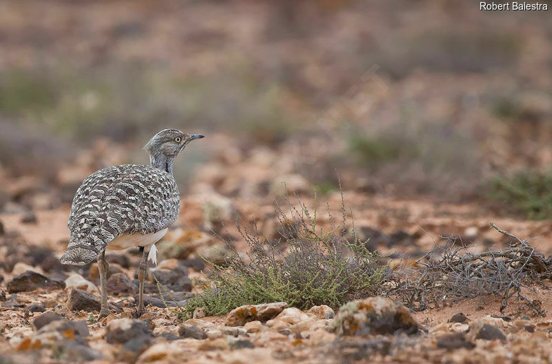 Outarde houbara