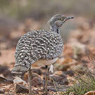 Outarde houbara
