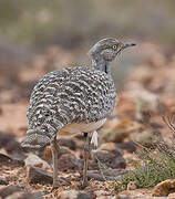 Outarde houbara