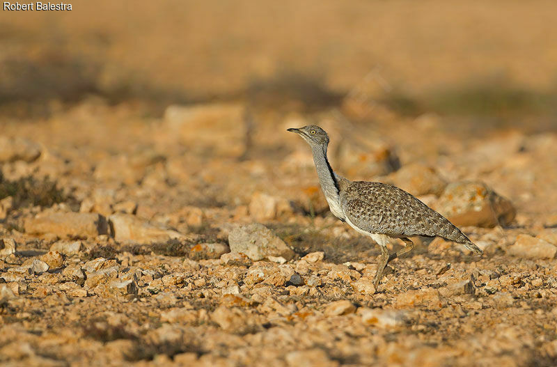 Outarde houbara