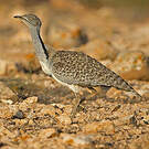 Outarde houbara